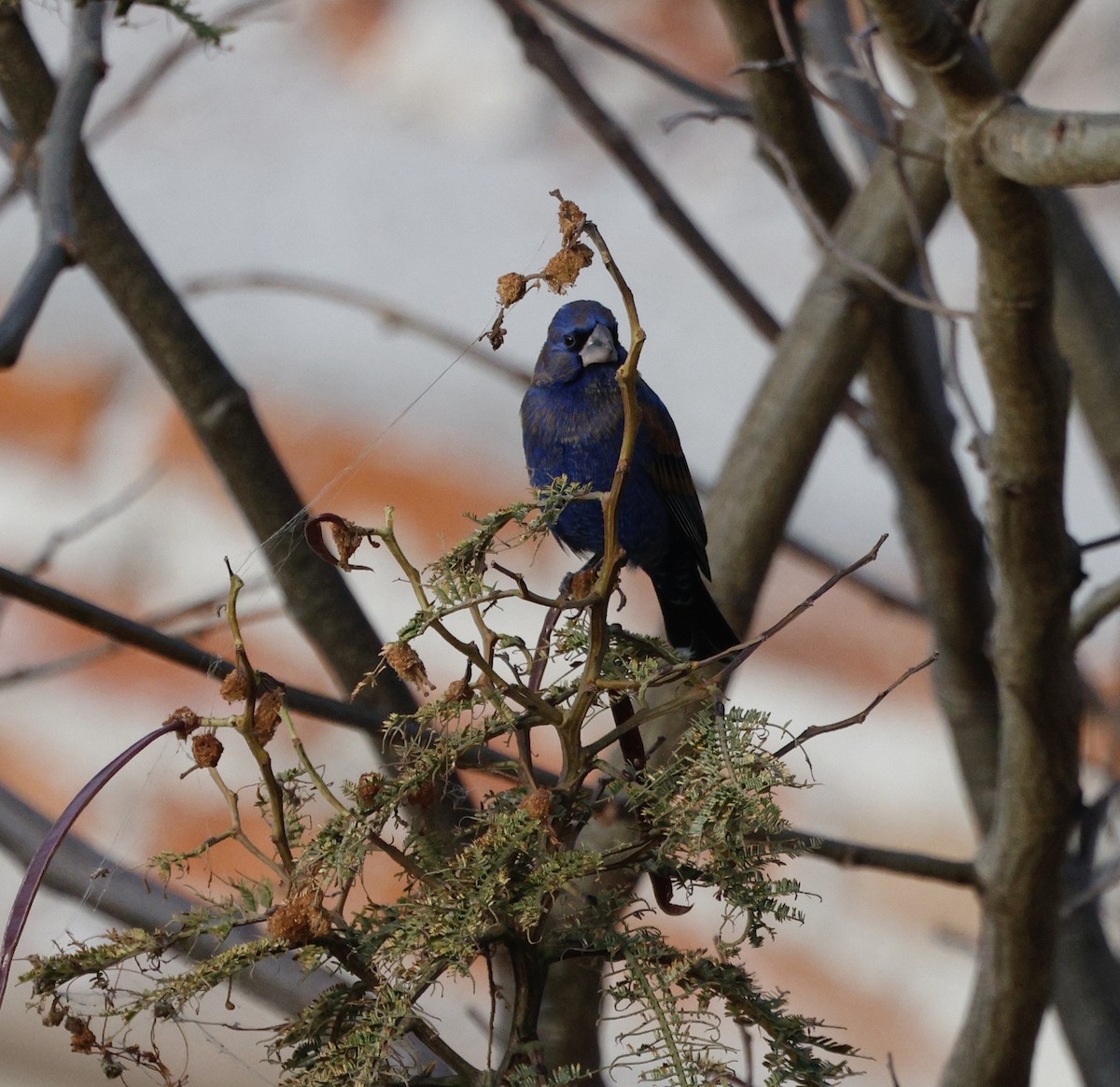Blue Grosbeak - ML649099405