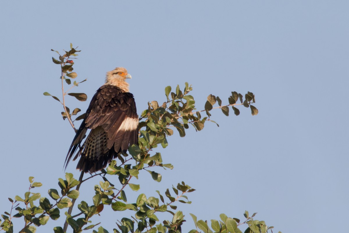 Caracara Chimachima - ML649099414
