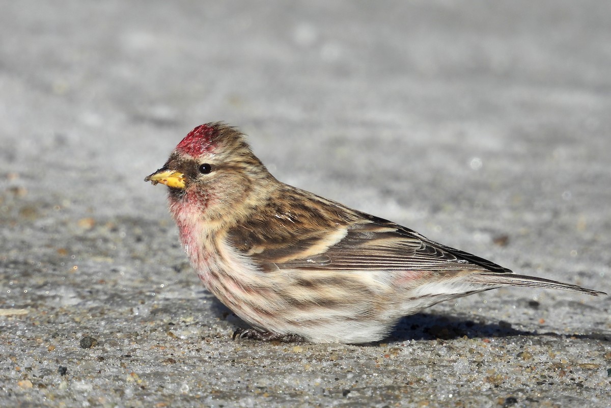 Чечётка - ML649099521