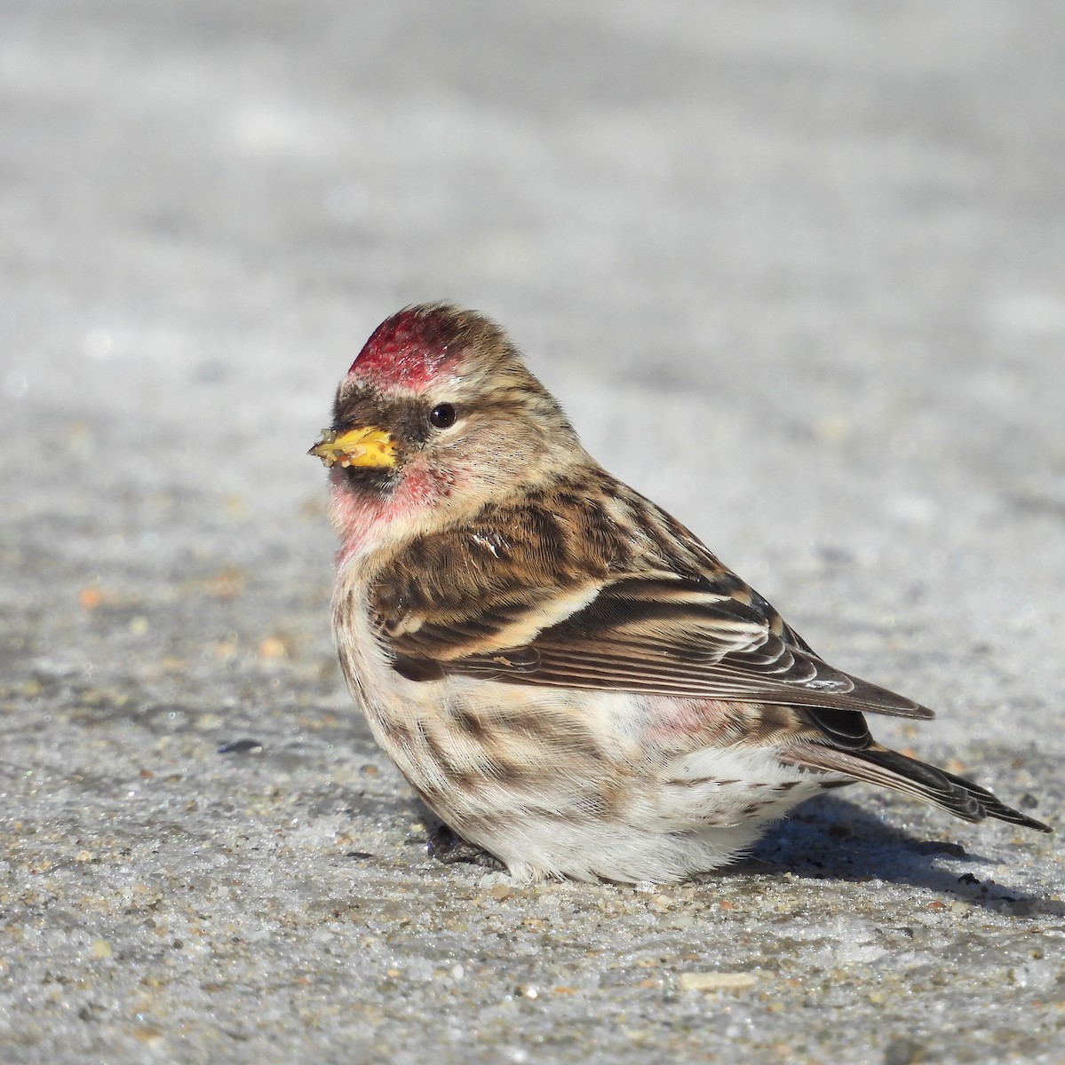 Чечётка - ML649099525