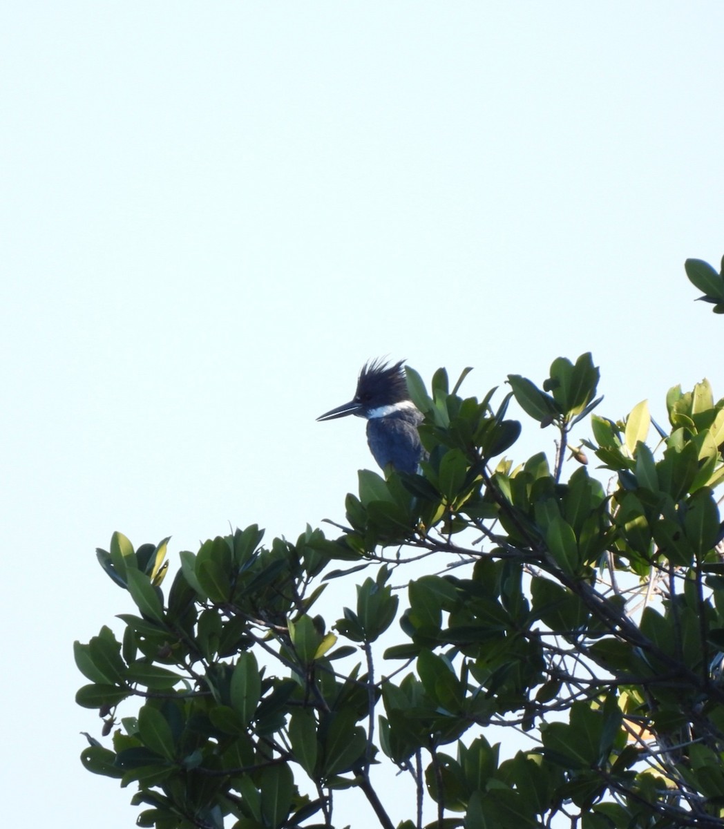 rybařík pruhoprsý - ML649099704