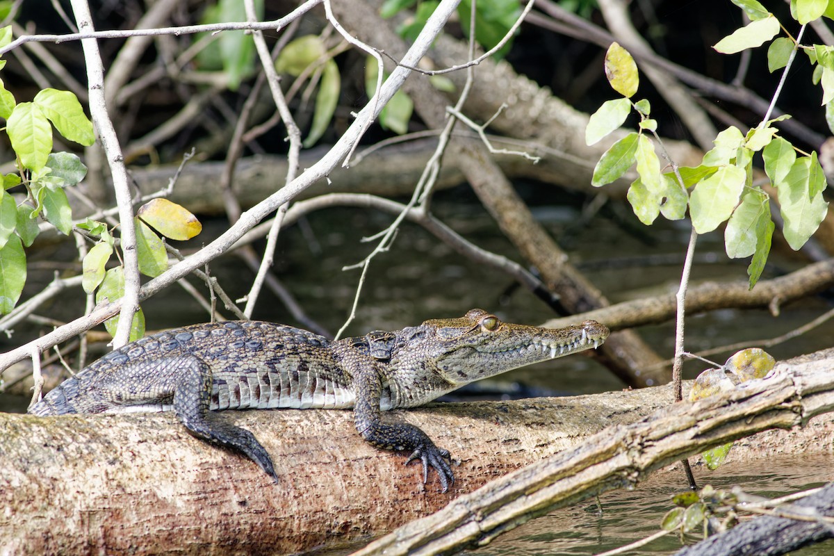 Morelet's Crocodile - ML649099705