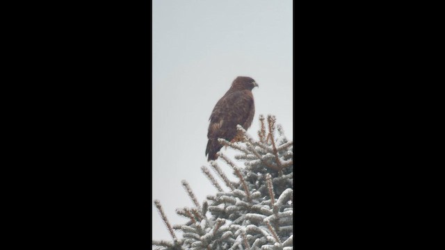 káně rudochvostá - ML649099712