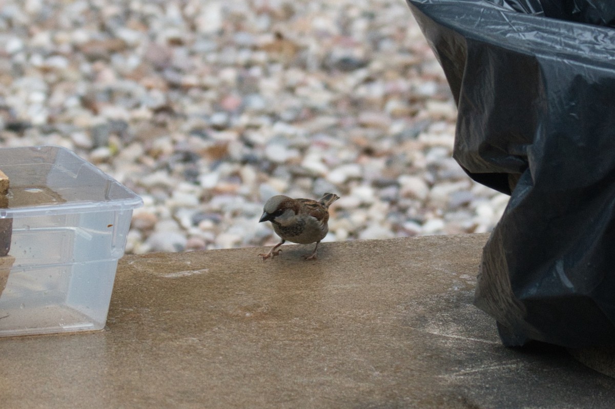House Sparrow - ML649099715