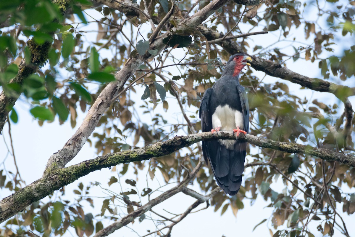 Красногорлая каракара - ML649099758