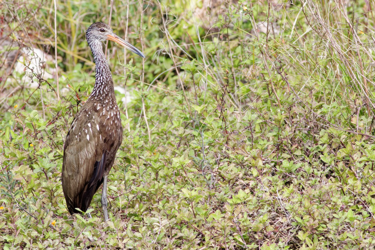 Limpkin - ML649099824