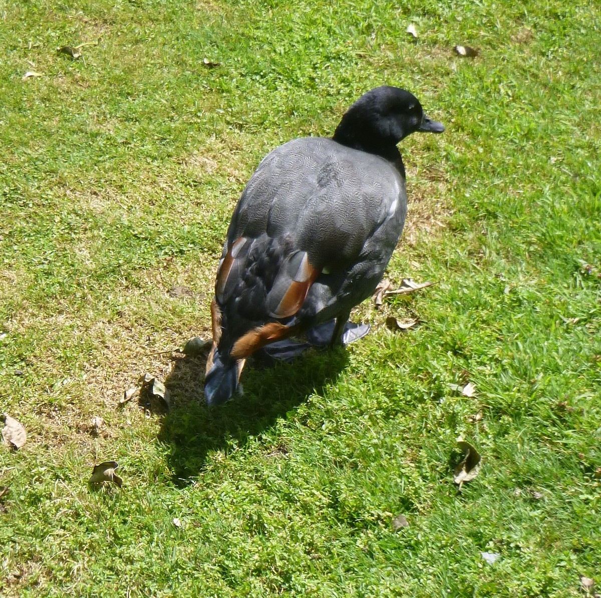 Paradise Shelduck - ML649100102