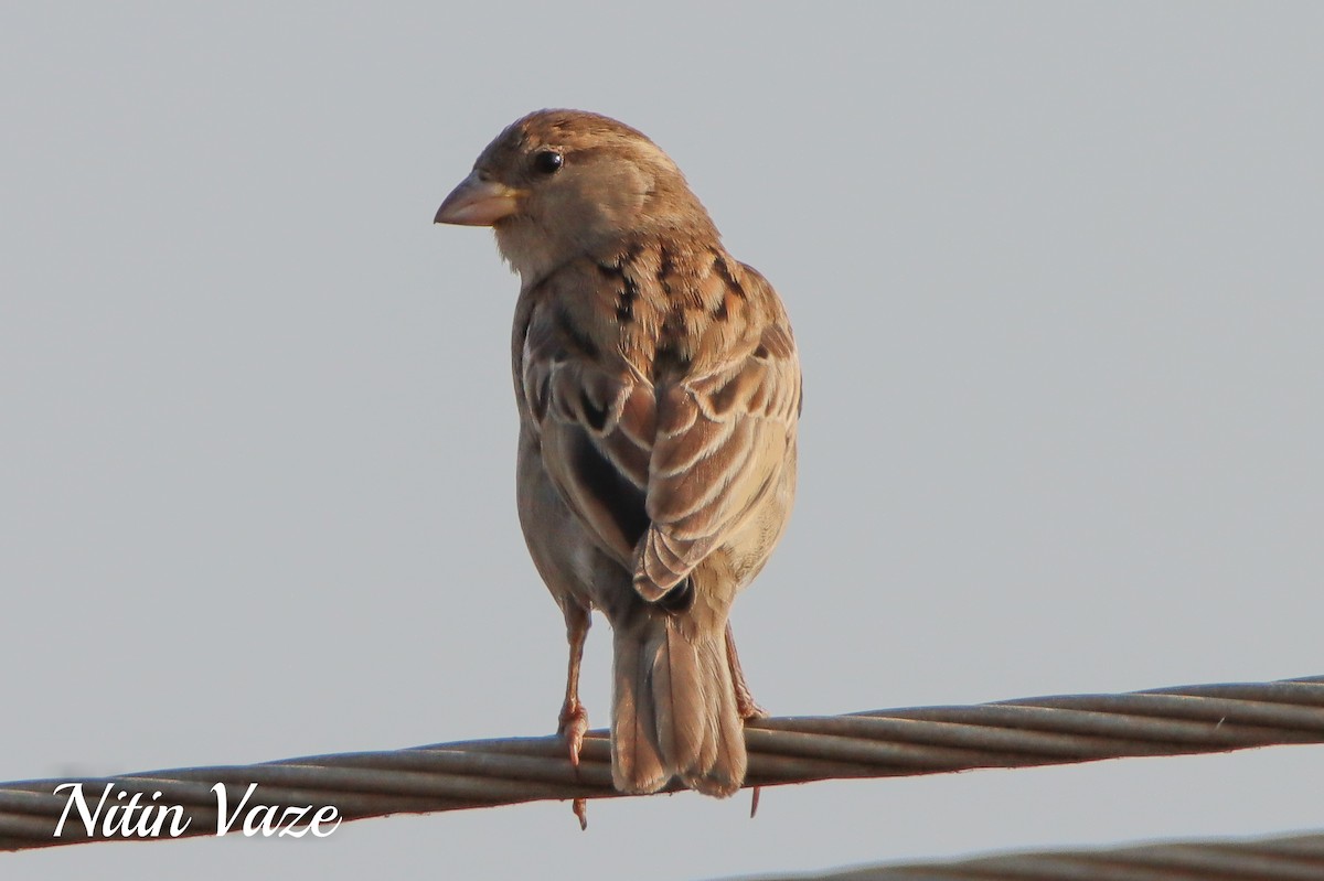 House Sparrow - ML649100192
