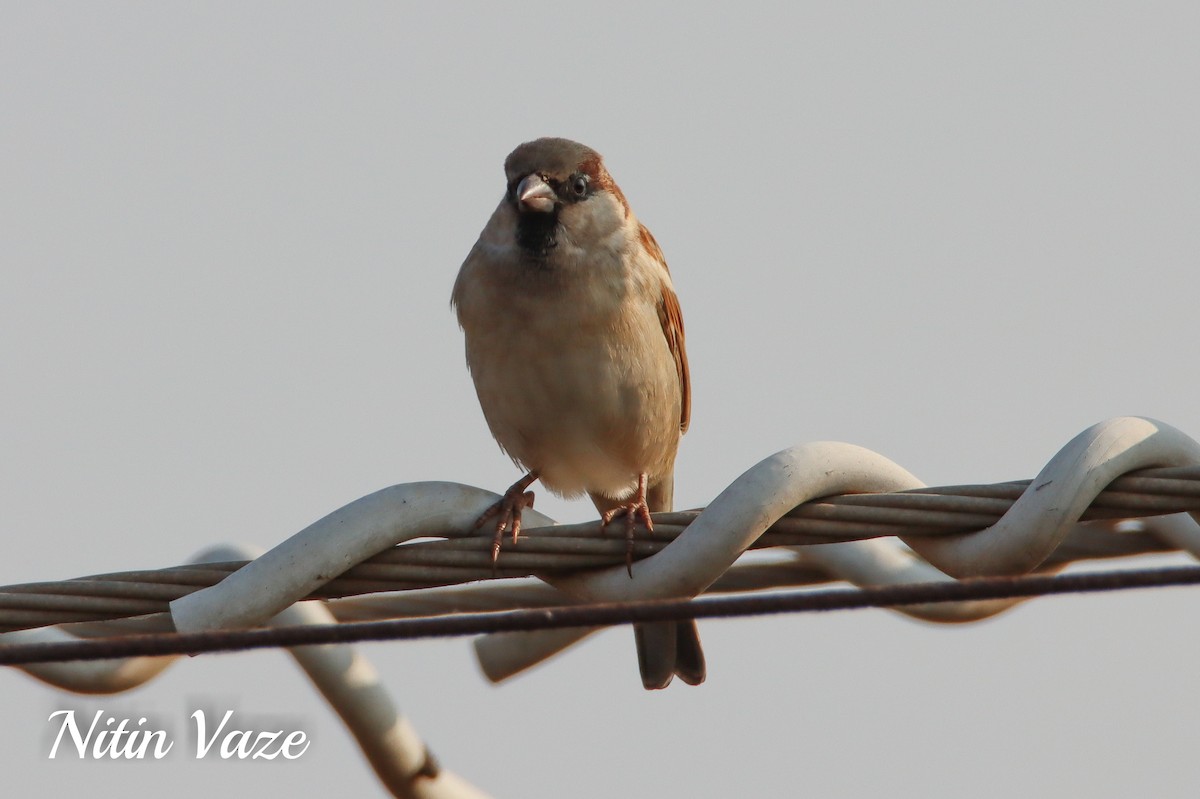 House Sparrow - ML649100198