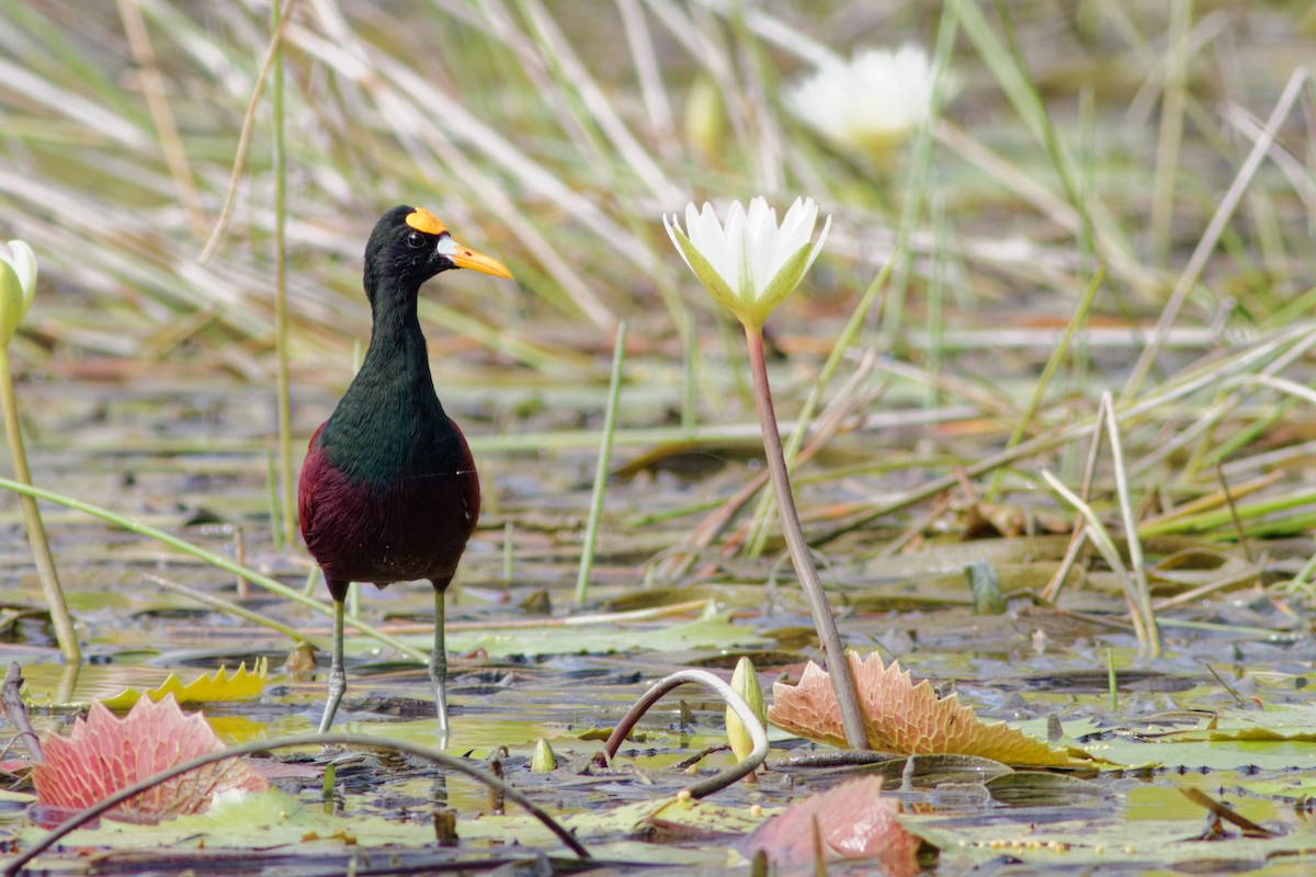 Northern Jacana - ML649100218