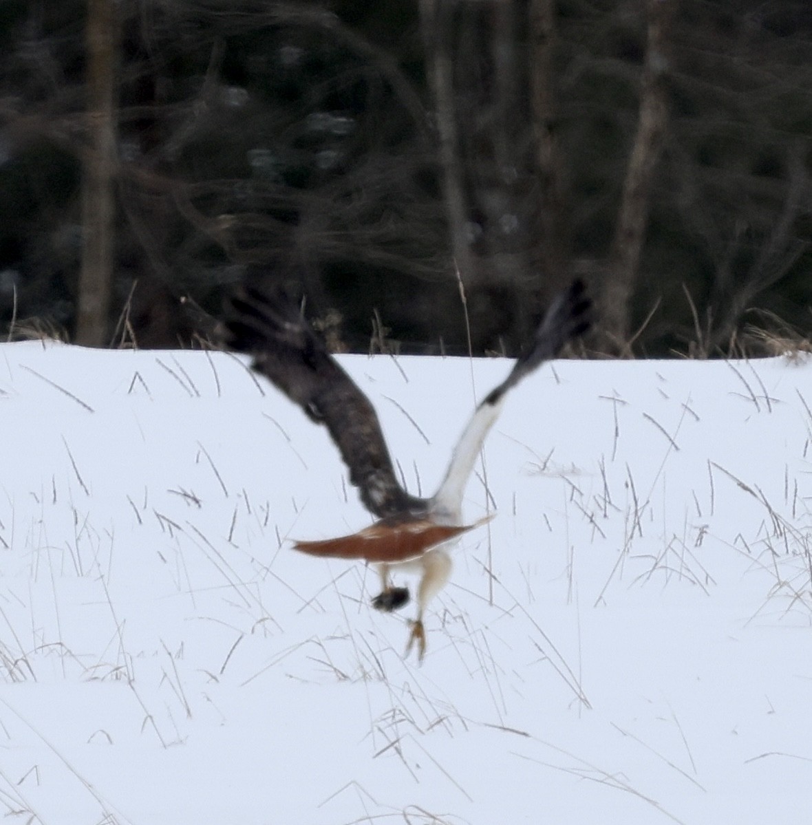 káně rudochvostá - ML649100234