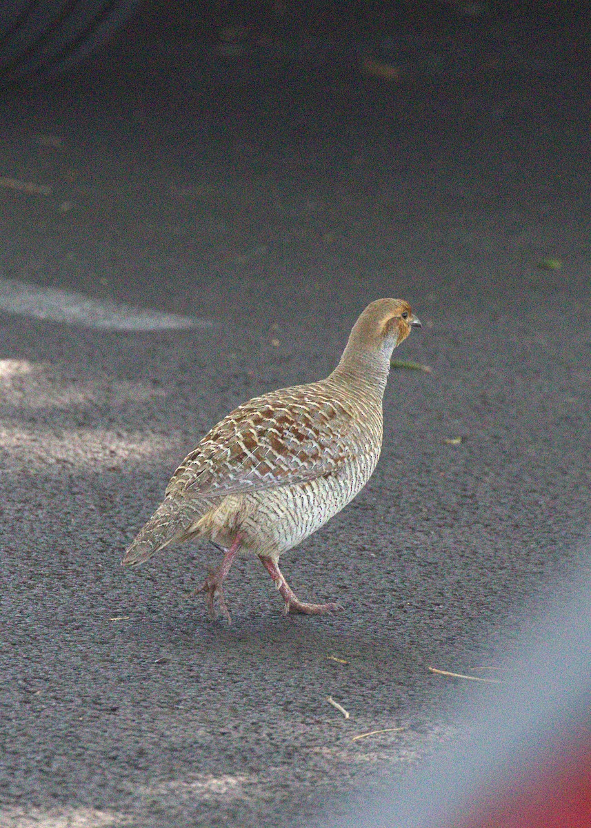 Gray Francolin - ML649100629