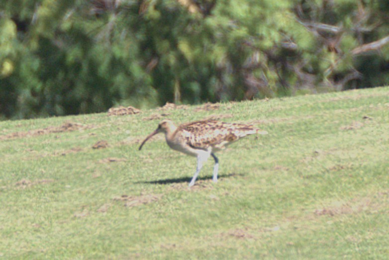 Bristle-thighed Curlew - ML649100674
