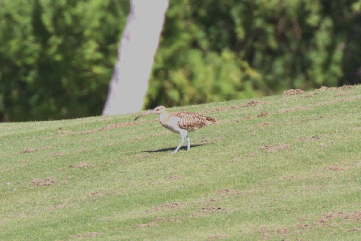 Bristle-thighed Curlew - ML649100675
