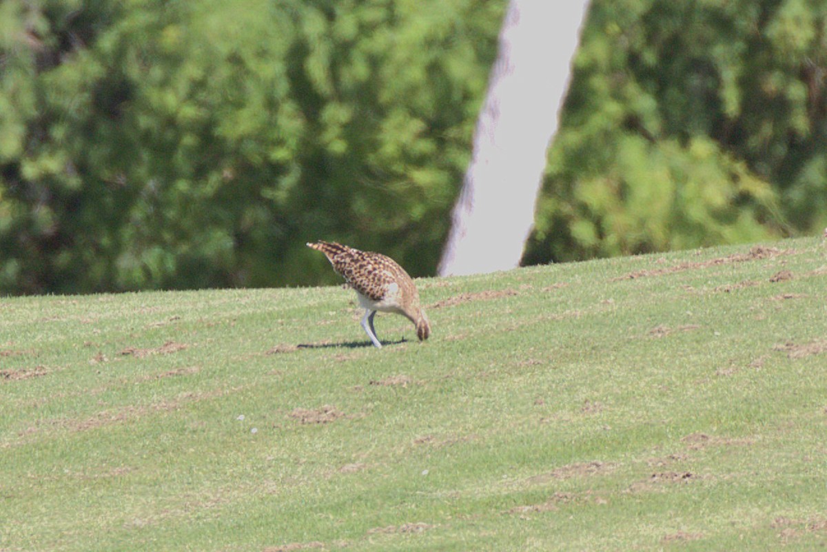 Bristle-thighed Curlew - ML649100676