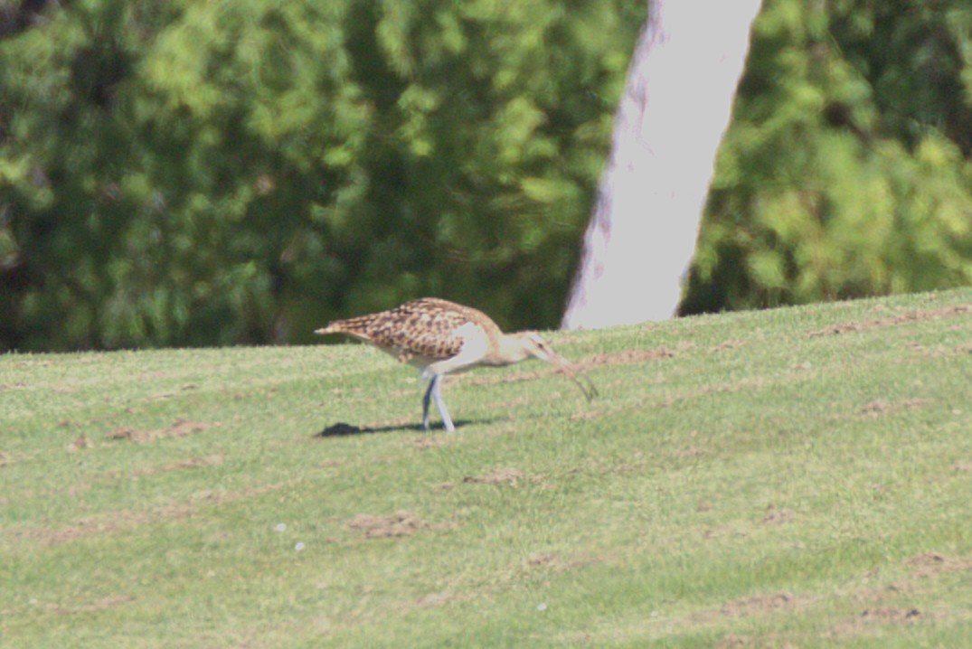 Bristle-thighed Curlew - ML649100677