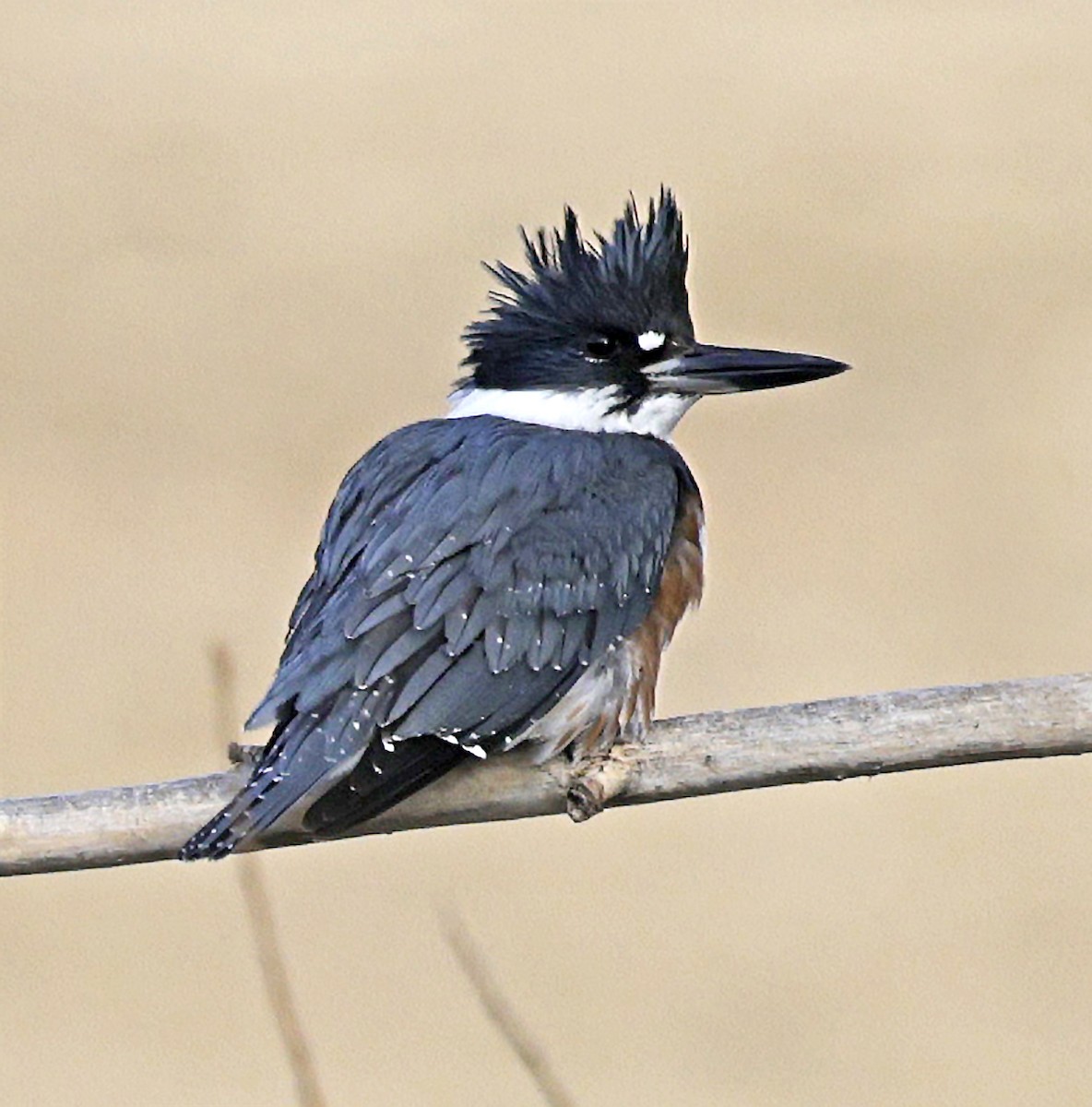rybařík pruhoprsý - ML649100832