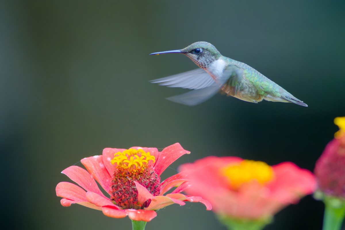 Ruby-throated Hummingbird - ML649100880