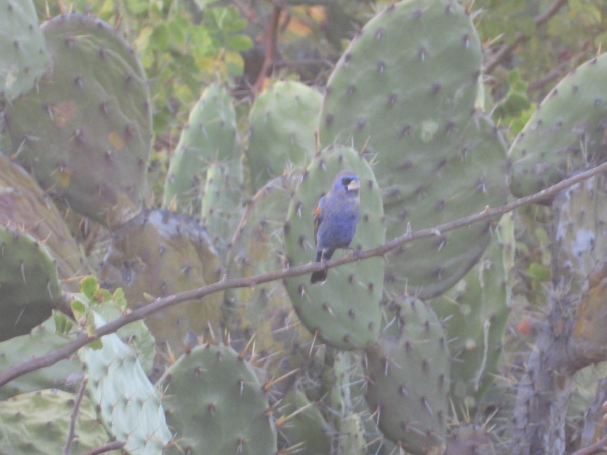 Blue Grosbeak - ML649101200