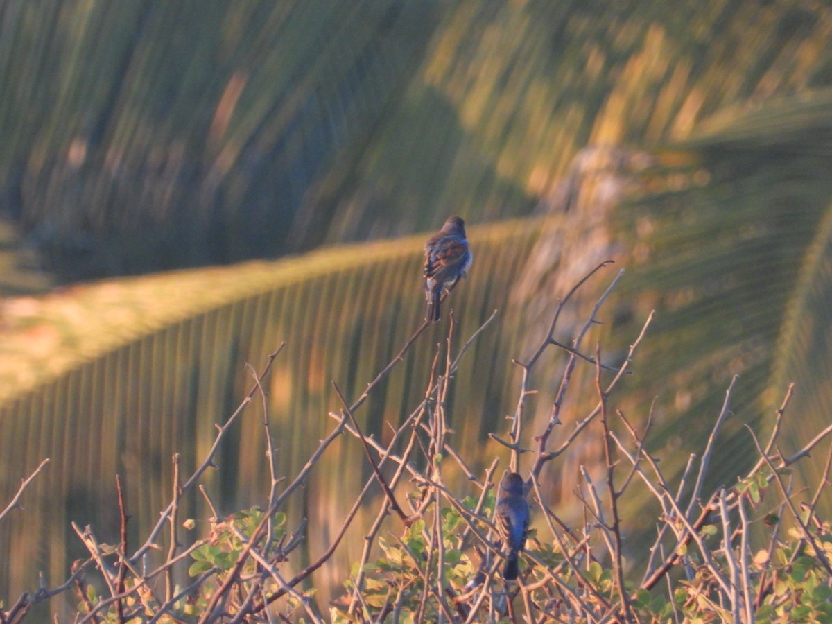 Blue Grosbeak - ML649101201