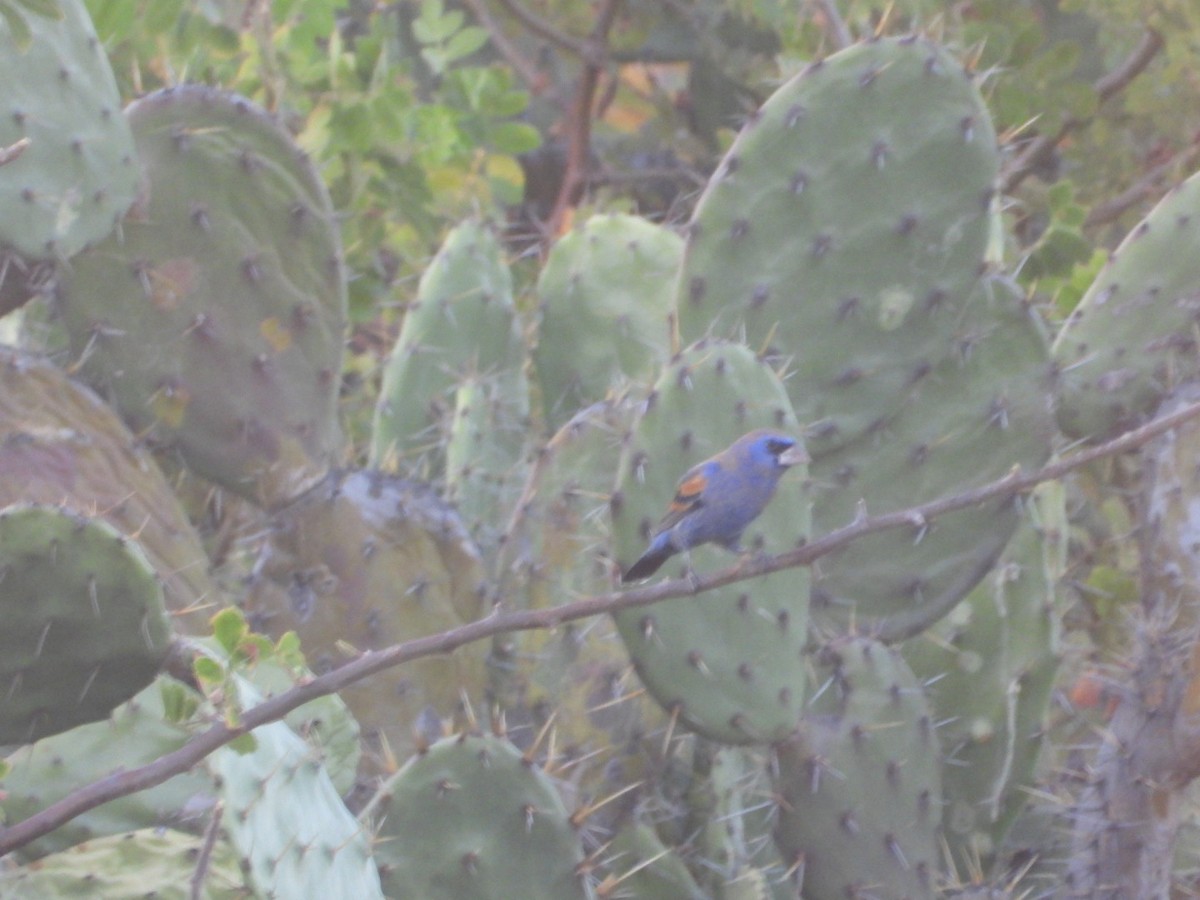 Blue Grosbeak - ML649101202