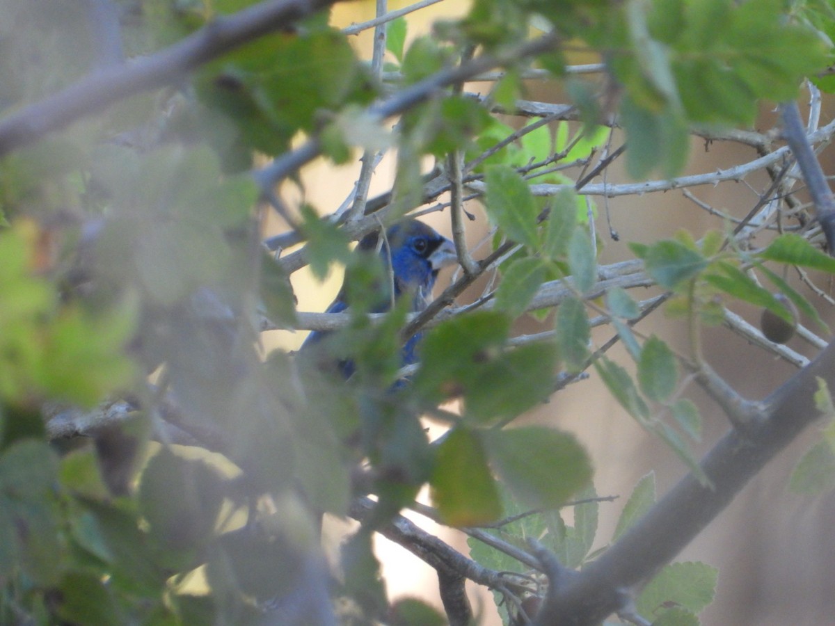 Blue Grosbeak - ML649101203