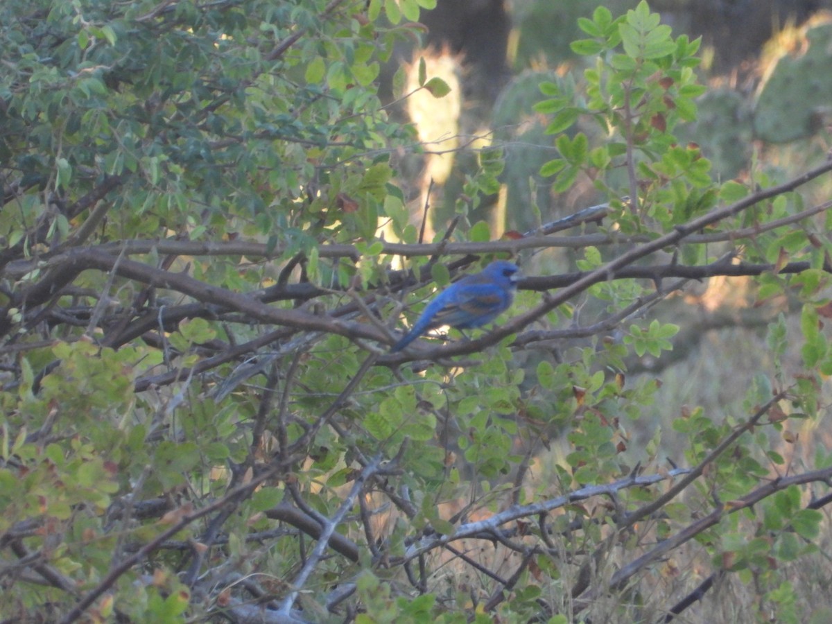 Blue Grosbeak - ML649101204