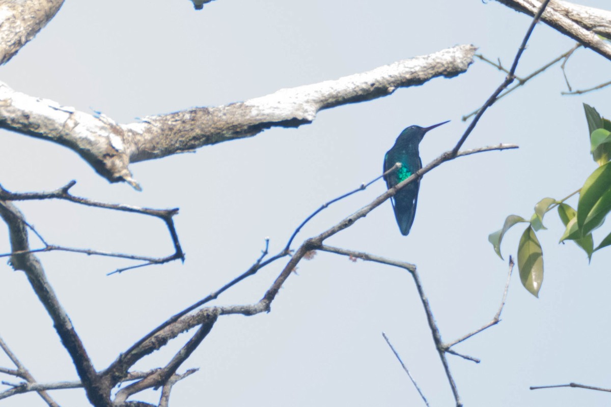 Синегорлый изумруд - ML649101286