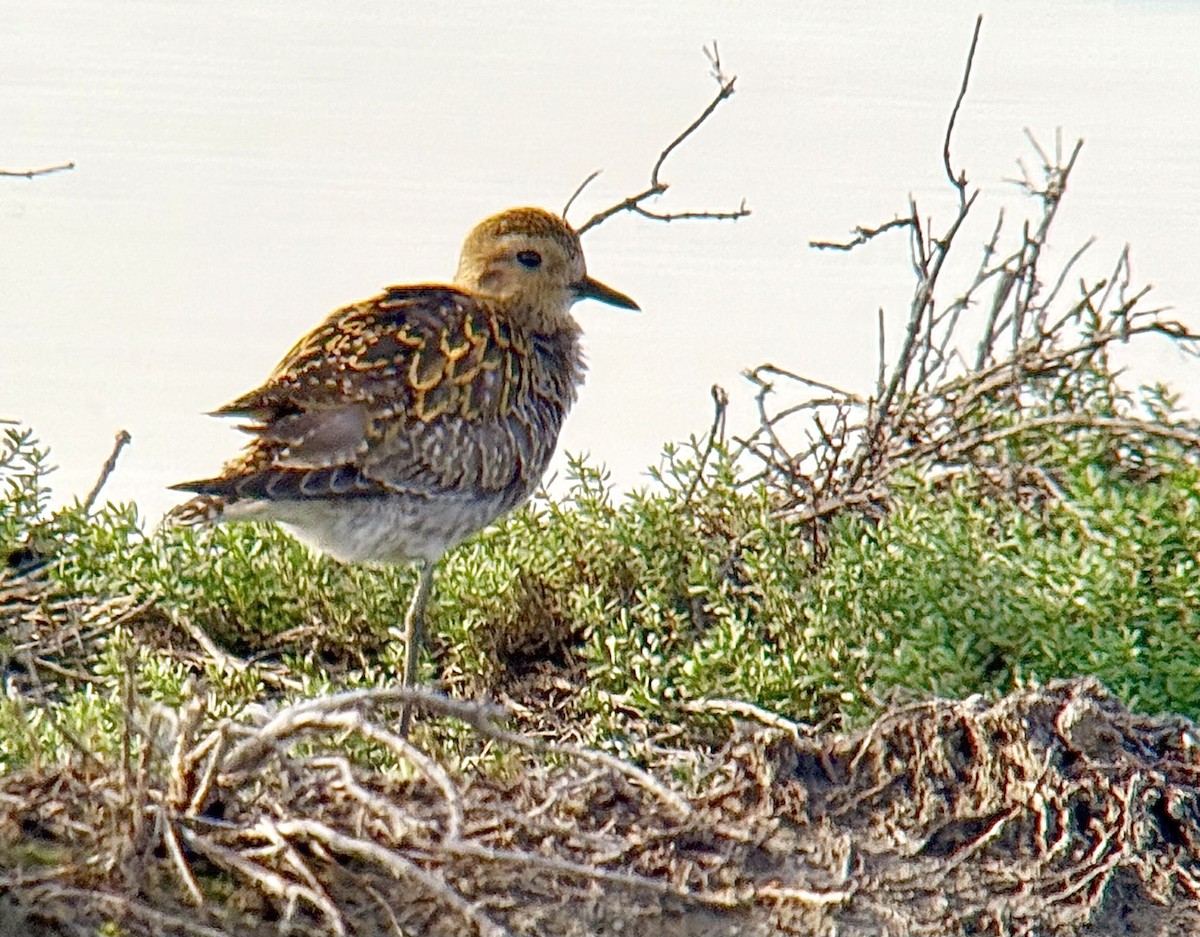 Pacific Golden-Plover - ML649101382