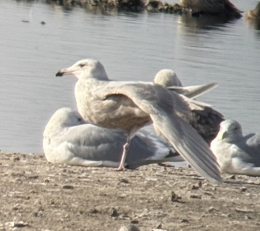 gull sp. - ML649101406