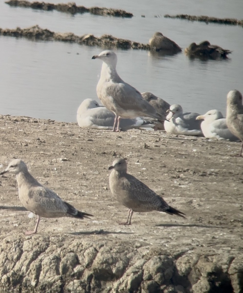 gull sp. - ML649101813