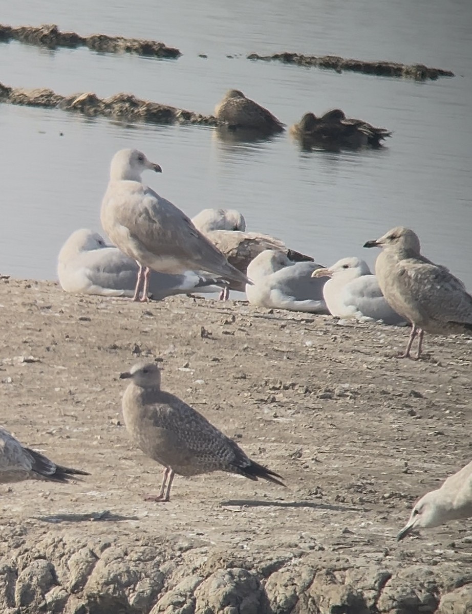 gull sp. - ML649101814