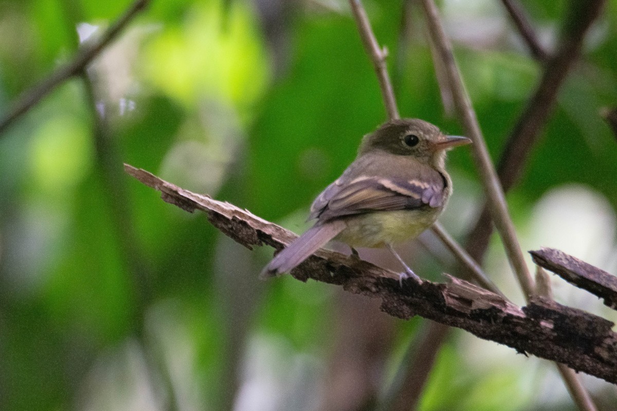 Коричневатый мухолов - ML649101848