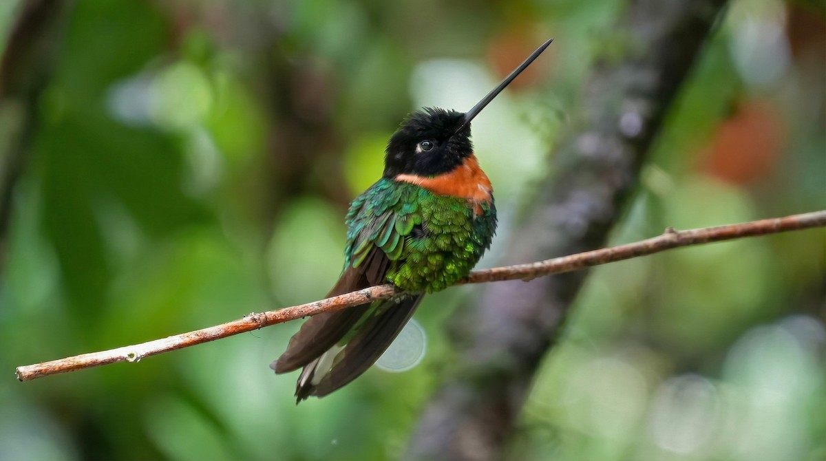 Gould's Inca - ML649102032