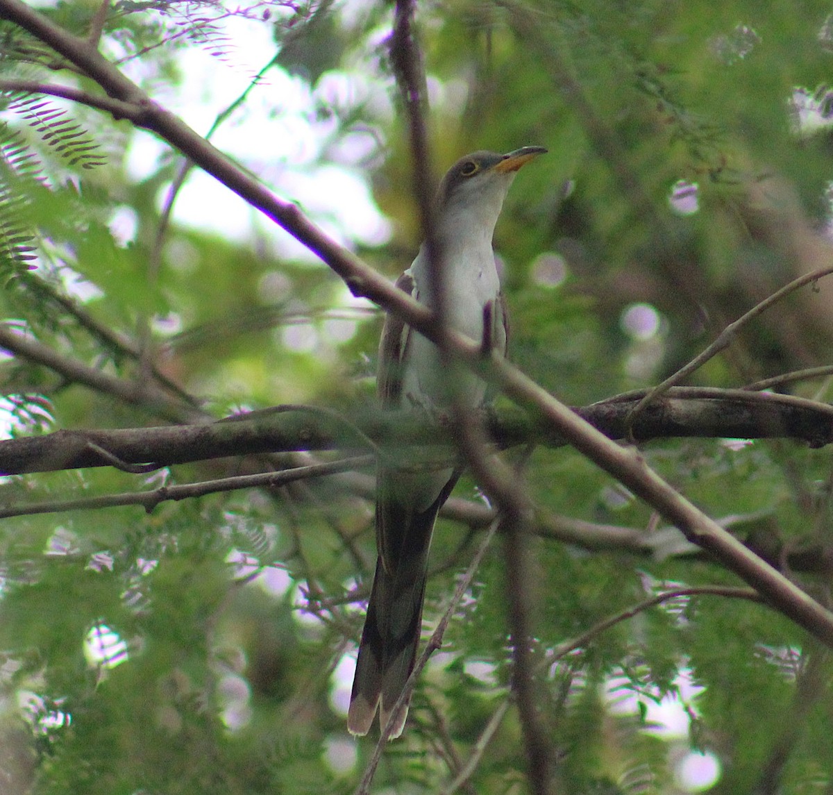 Yellow-billed Cuckoo - ML649102037