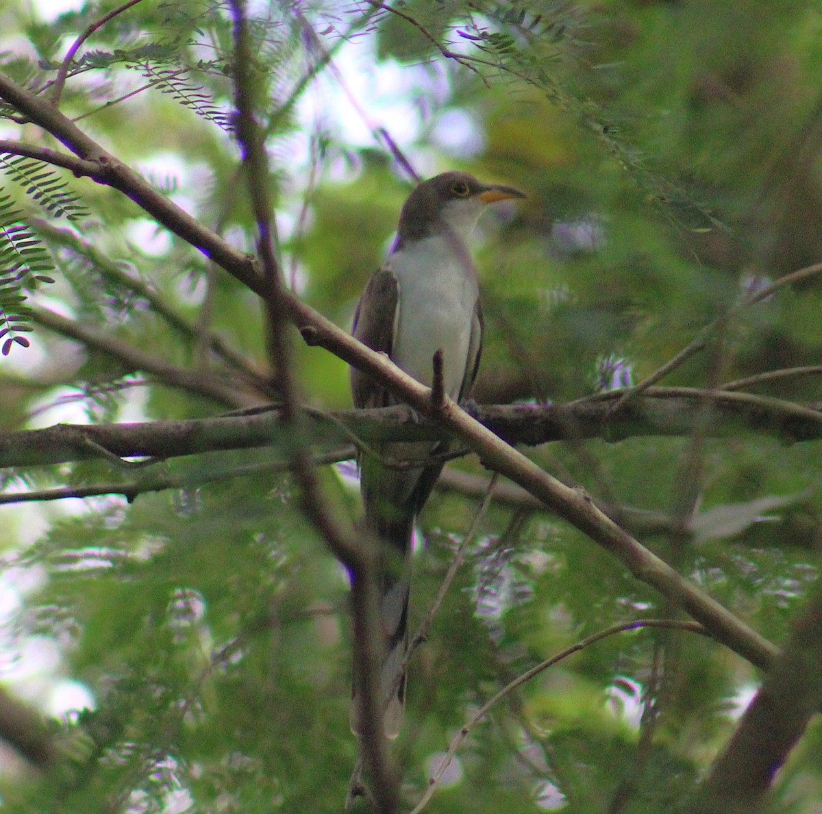Yellow-billed Cuckoo - ML649102038