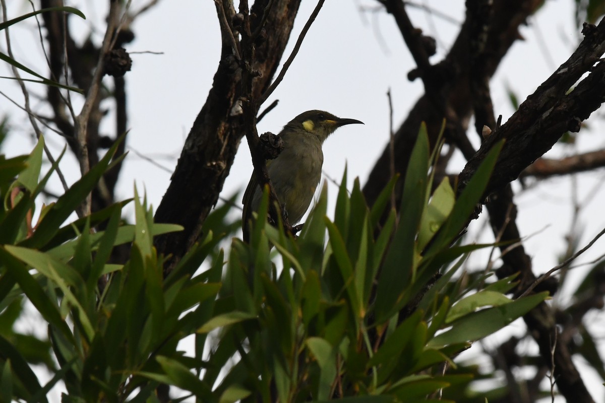 Graceful Honeyeater - ML649102075