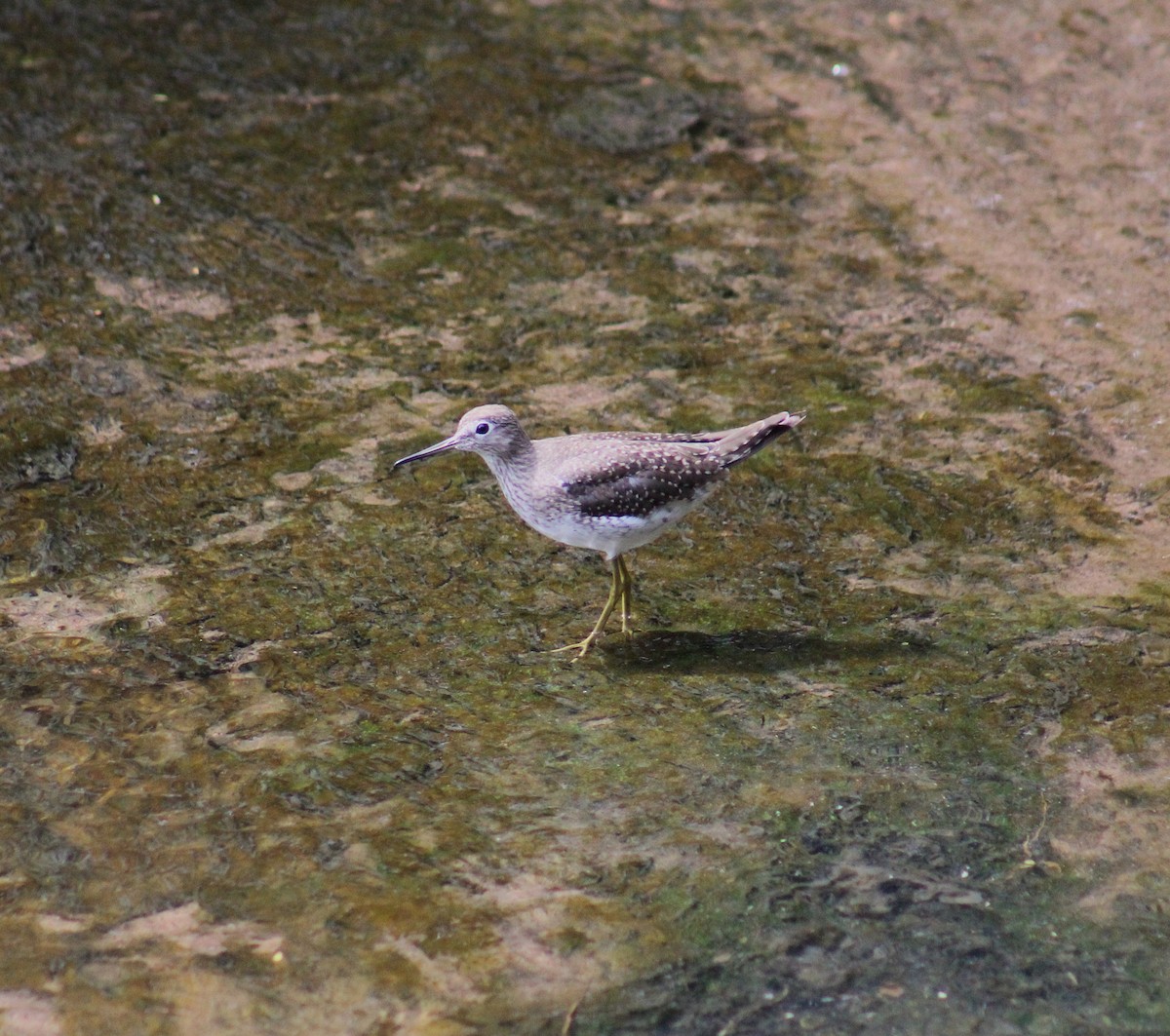 Solitary Sandpiper - ML649102084