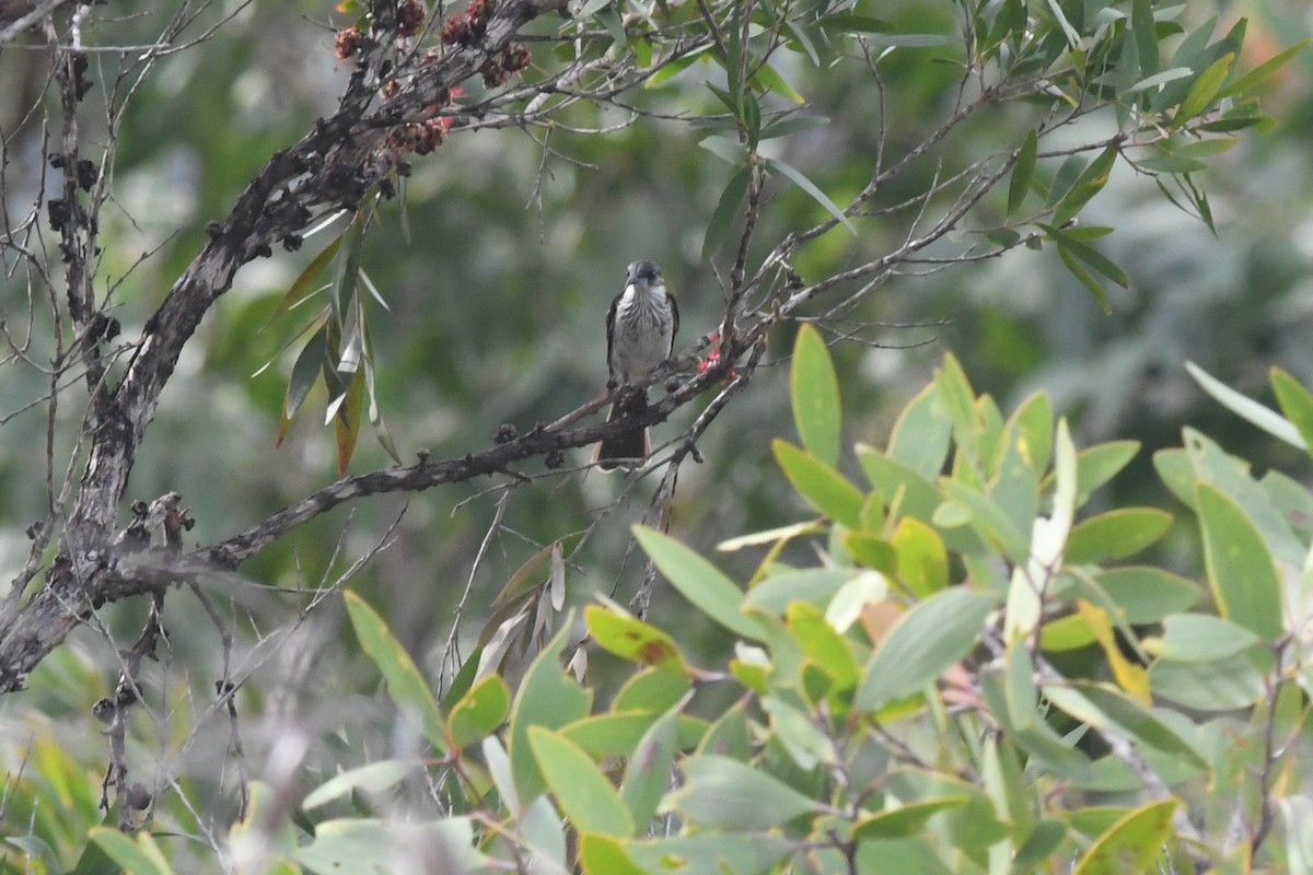 White-streaked Honeyeater - ML649102104