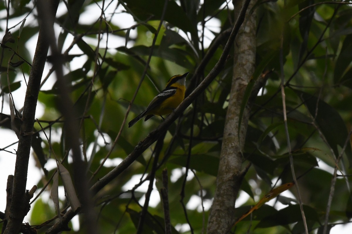 Yellow-breasted Boatbill - ML649102128