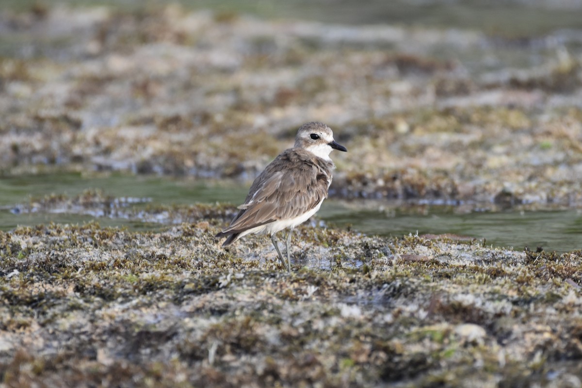 Tibet Cılıbıtı - ML649102284