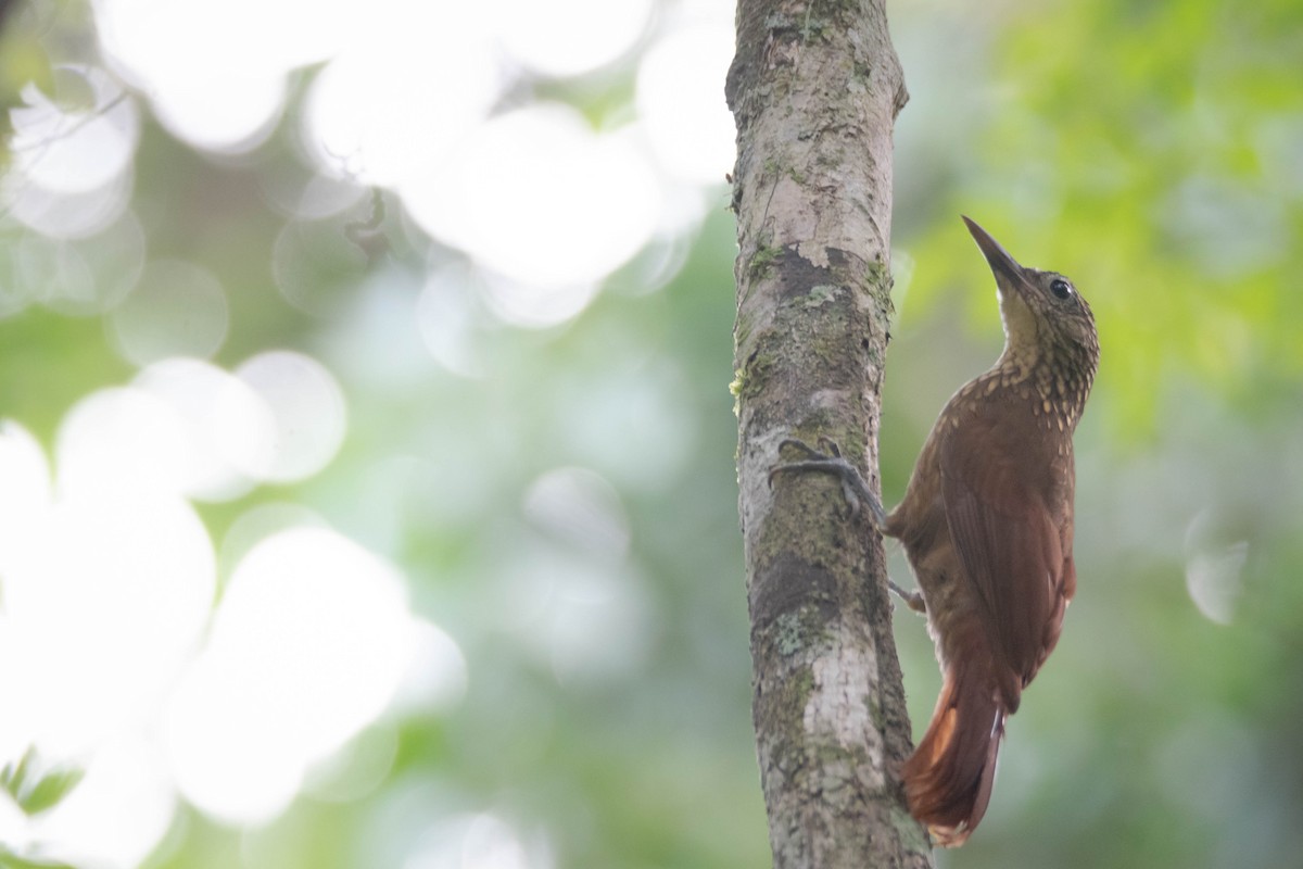 Светлогорлый древолаз - ML649102454