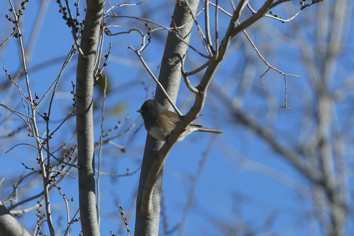 Dark-eyed Junco (Pink-sided) - ML649102594