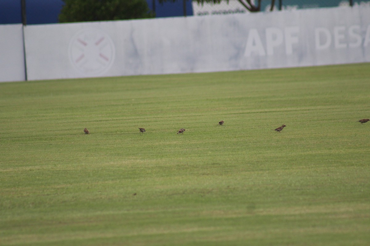House Sparrow - ML649102758