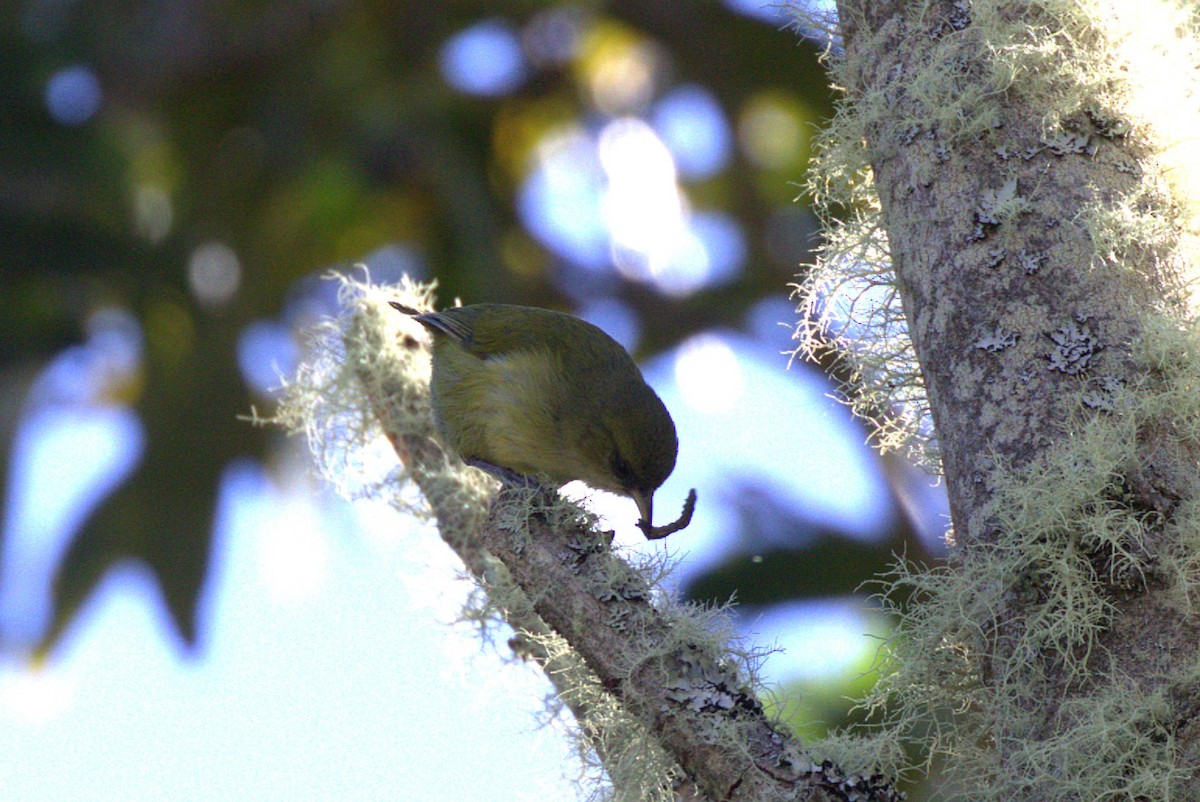 Hawaii Creeper - ML649102760