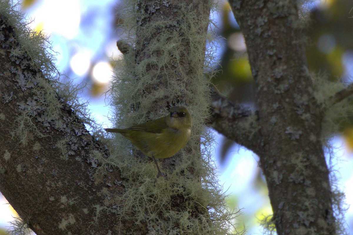 Hawaii Creeper - ML649102761