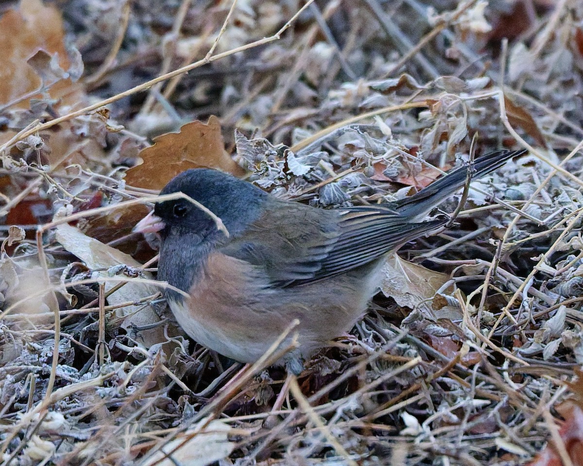 Dark-eyed Junco (Pink-sided) - ML649102951