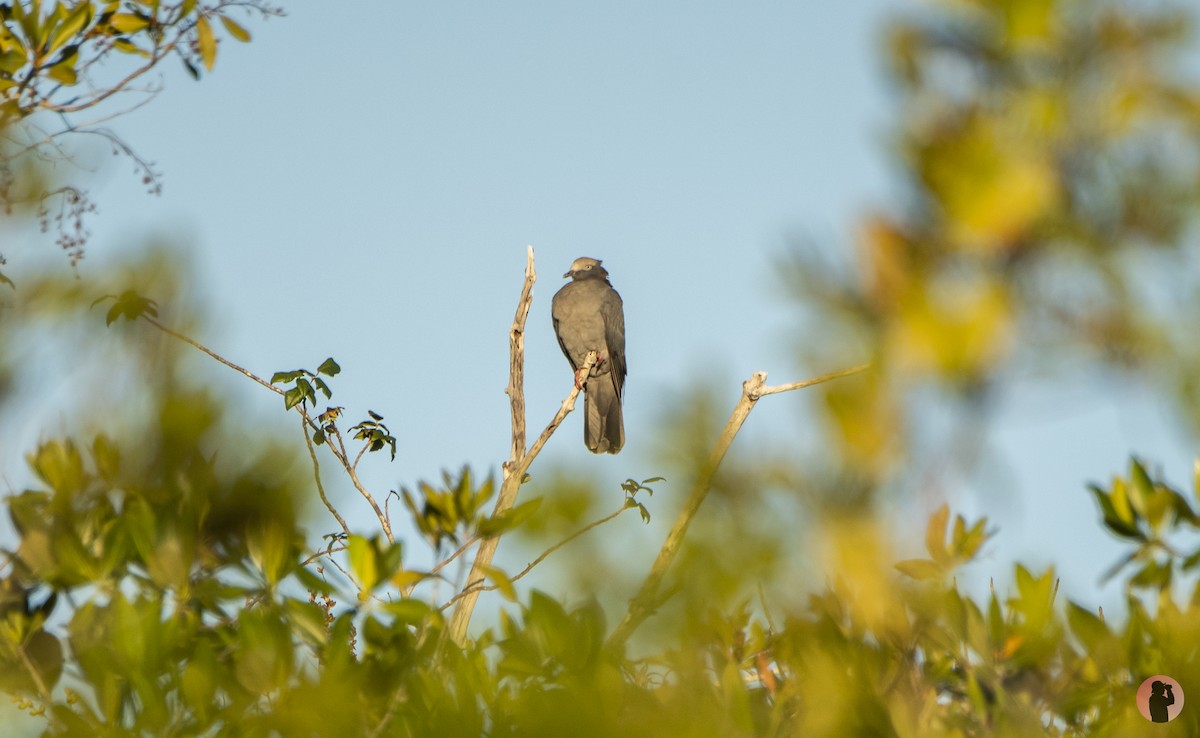 eBird Checklist - 16 Jan 2026 - Everglades National Park, Main Park Rd ...