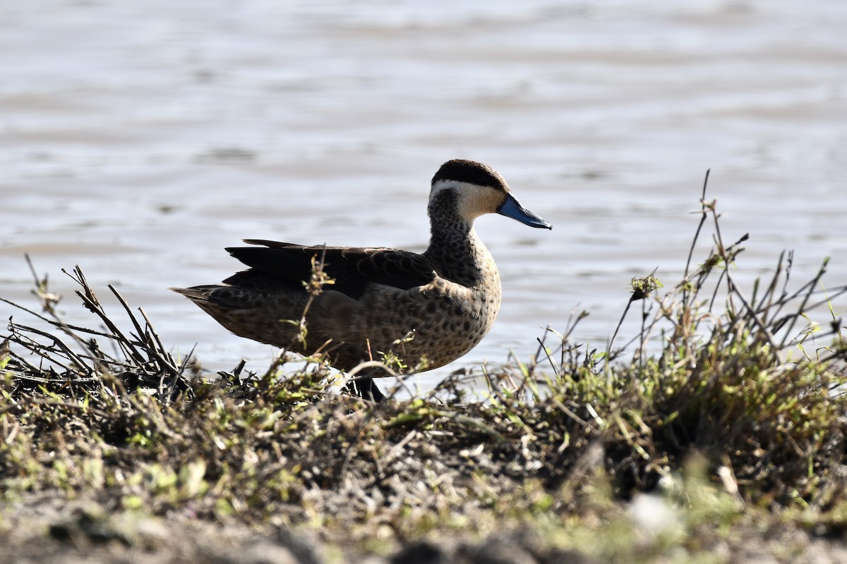 Sarcelle à bec bleu - ML649103273