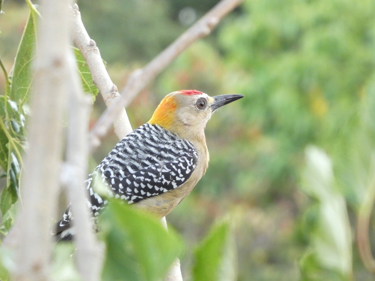 Carpintero de Hoffmann - ML649103999